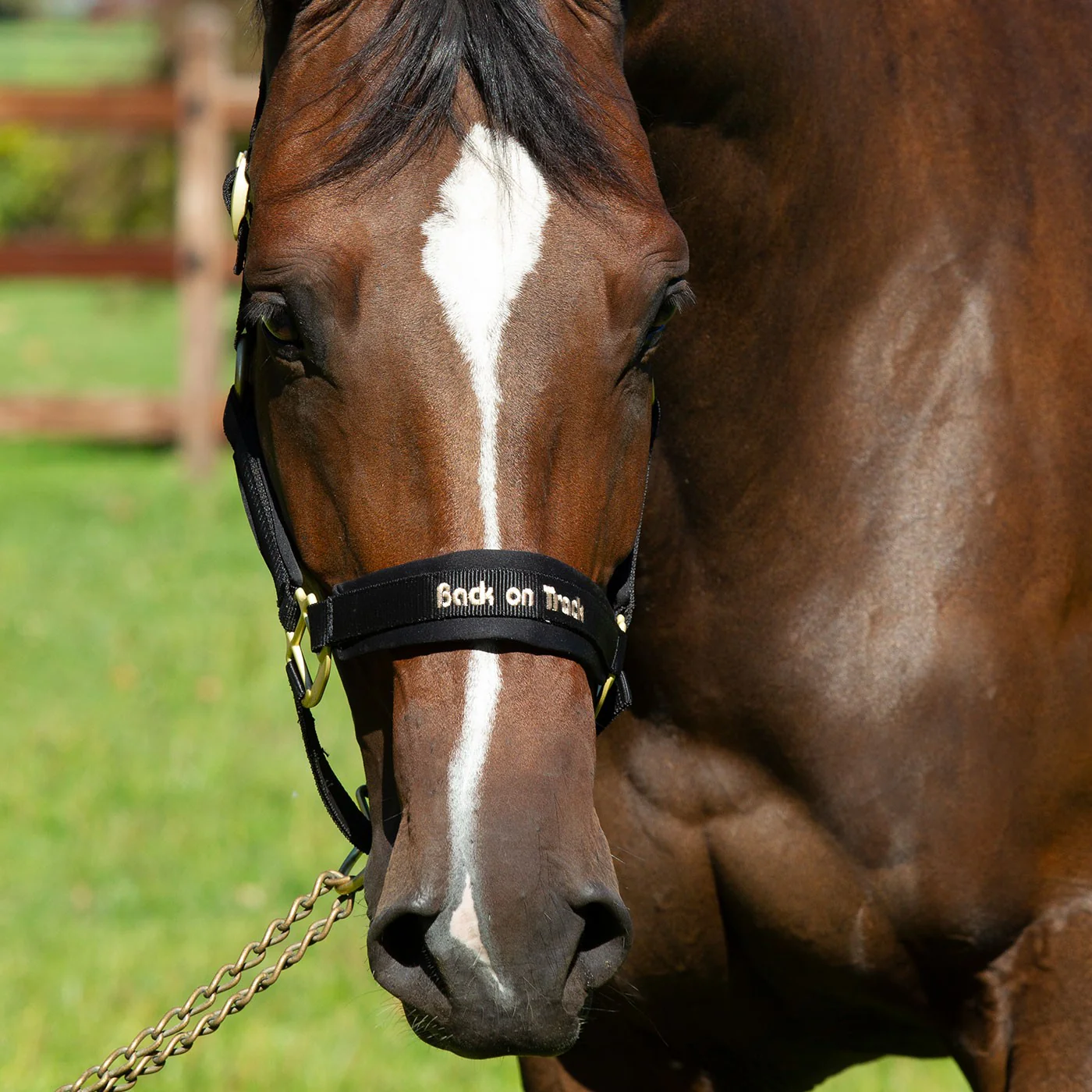 Back on Track Werano Halter - Image 4